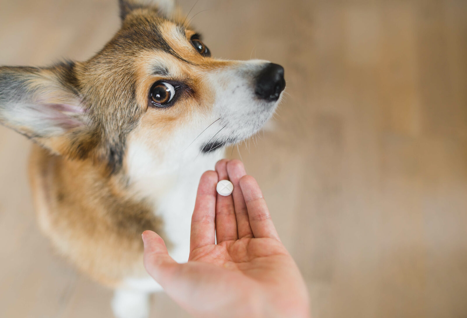 How to give your dog a pill. Hand trying to give pill to dog. Dog turning face away