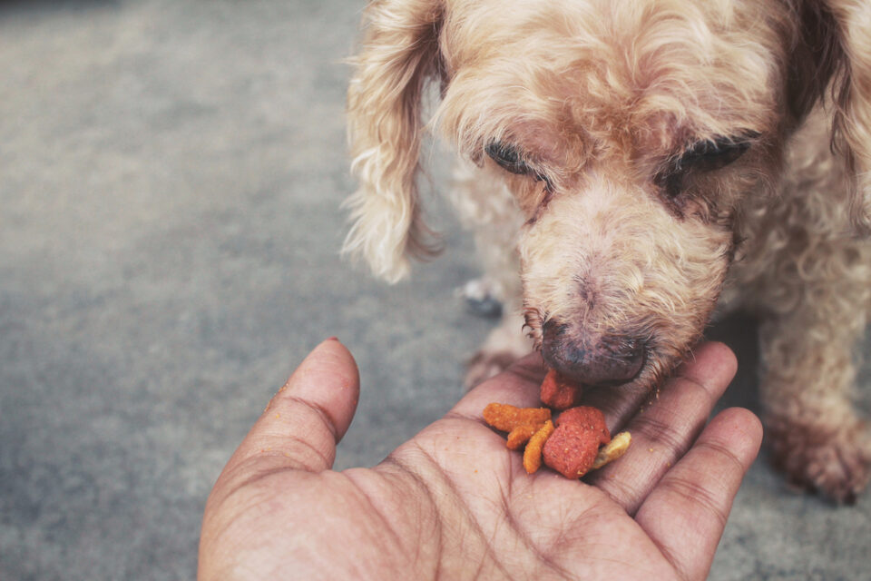 How to pick the best food for your dog (Part 1 of 4) - Elmo's Kitchen