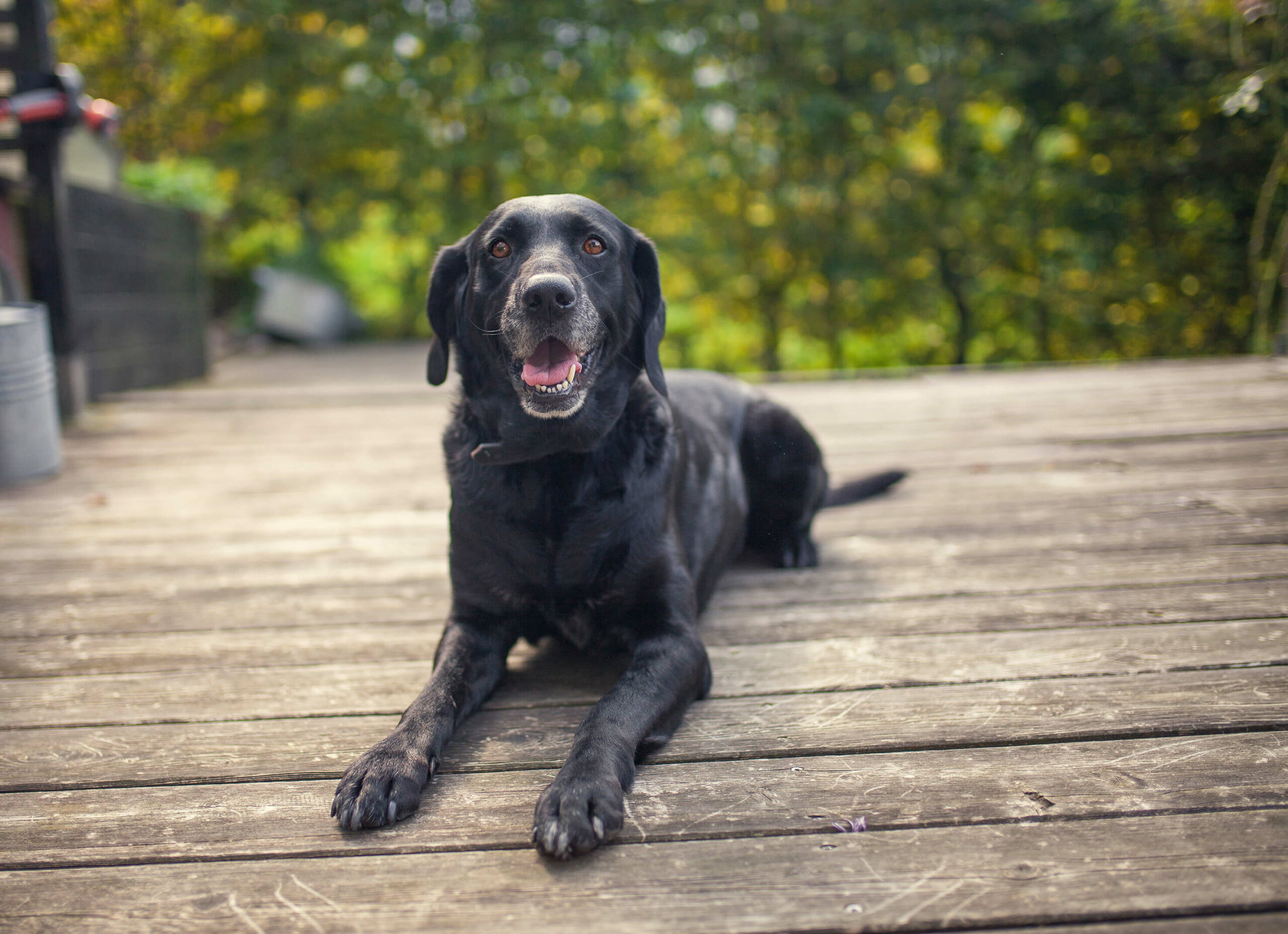 Sardines for dogs with kidney outlet disease