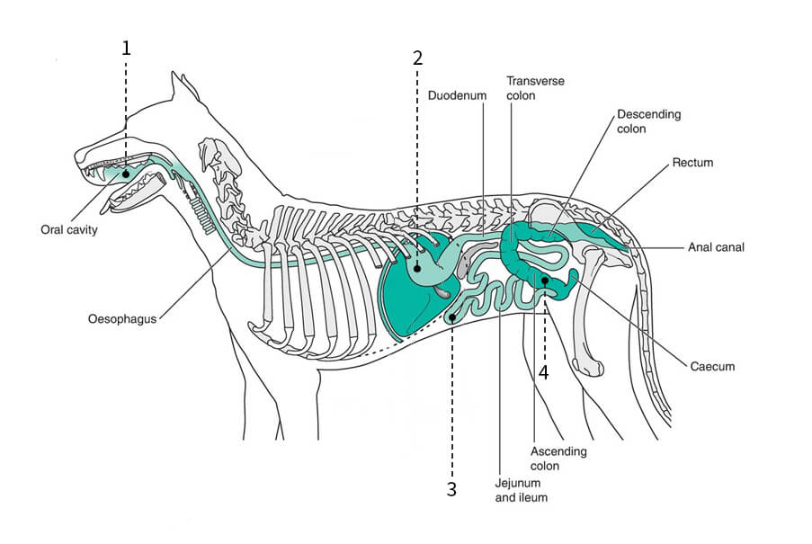 Organs of the digestive system of the dog, left lateral view.