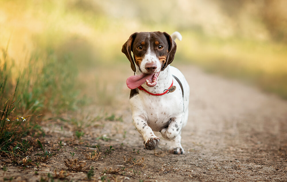 Diet for dog with best sale pancreatitis and kidney disease