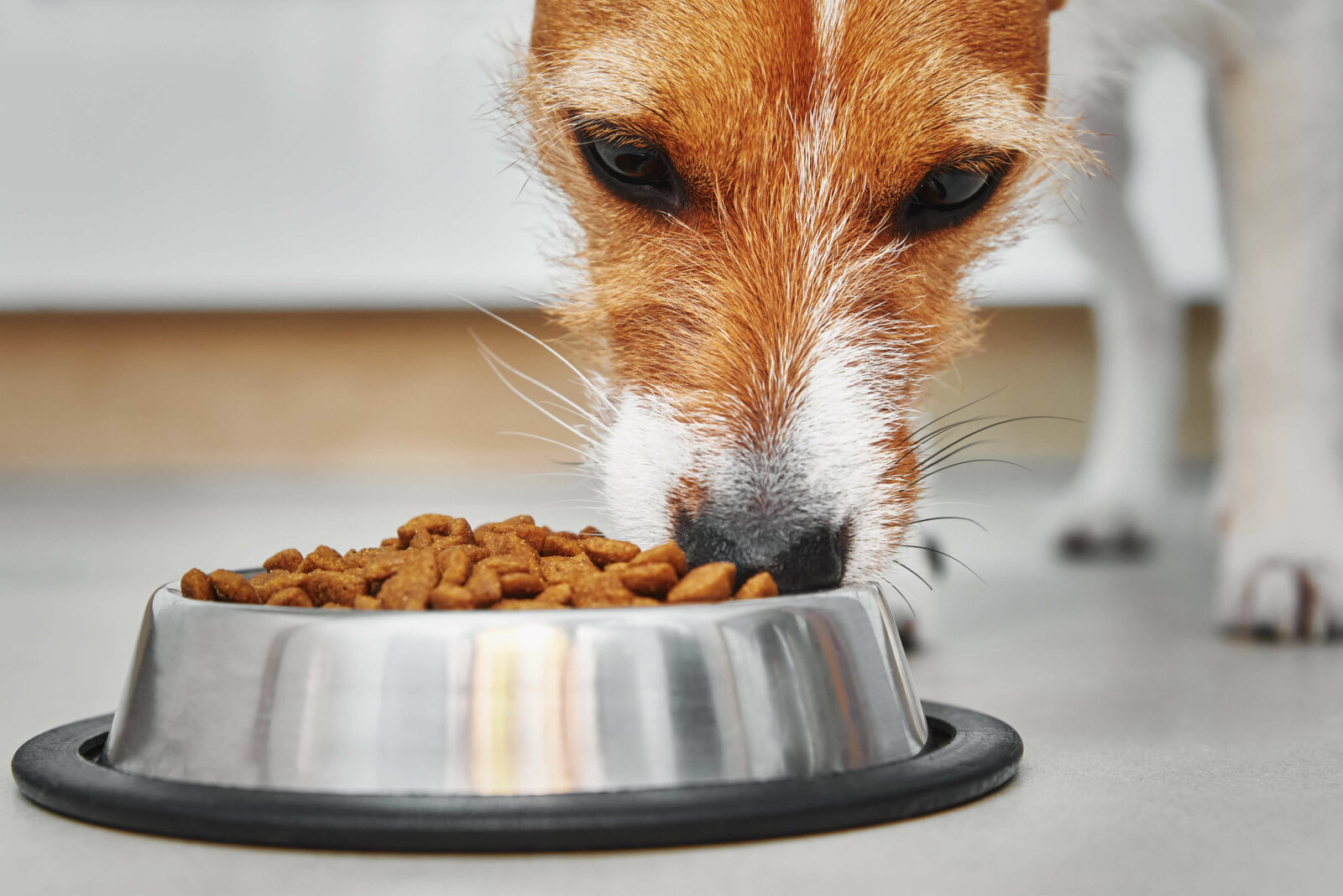 Dog eating dry food